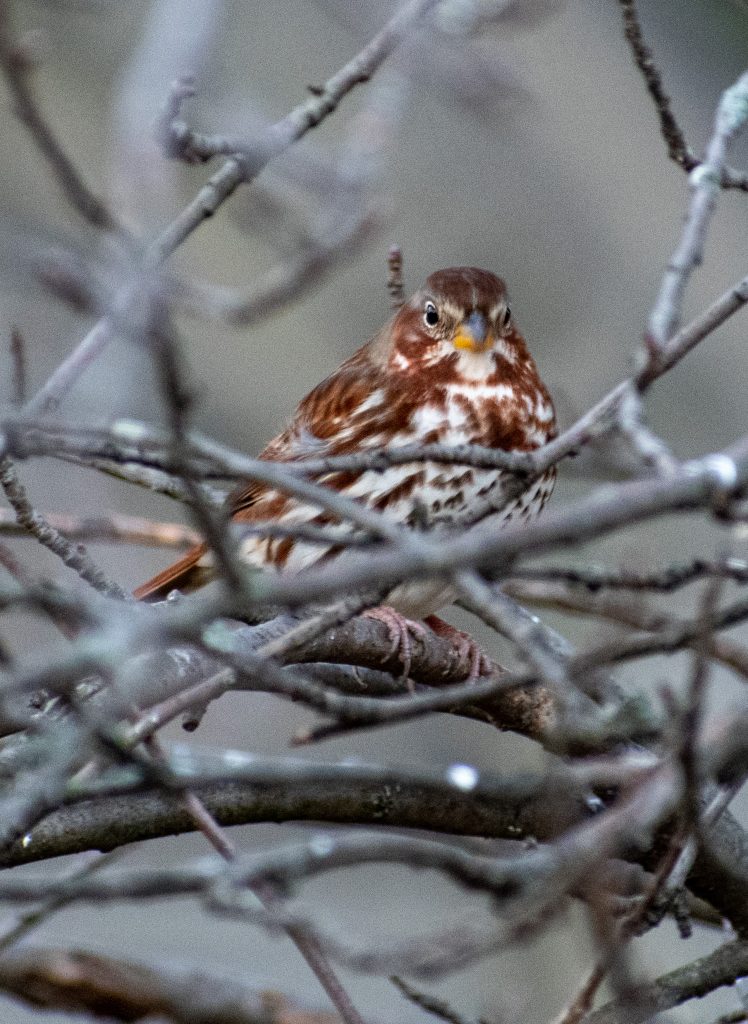 Fox sparrow (red taiga), Greenwood Cemetery