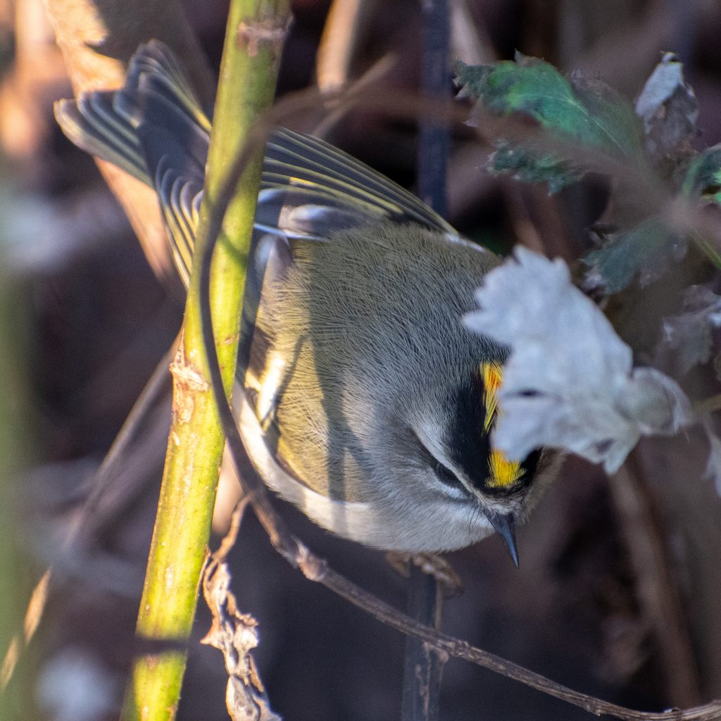 Golden-crowned kinglet, Prospect Park