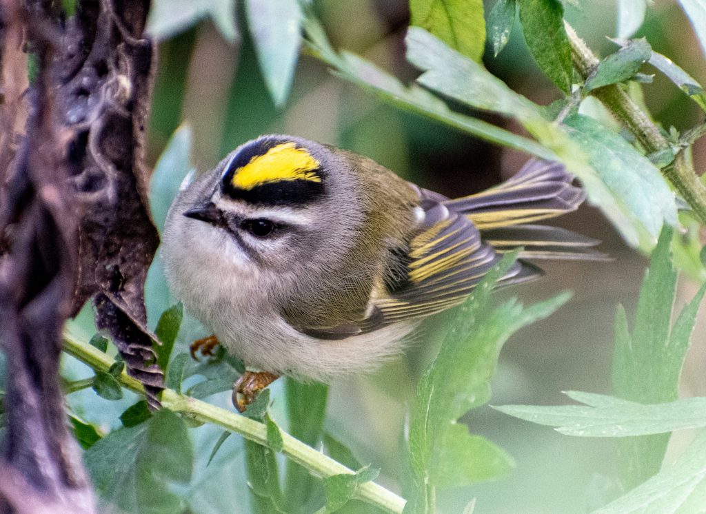 Golden-crowned kinglet, Prospect Park