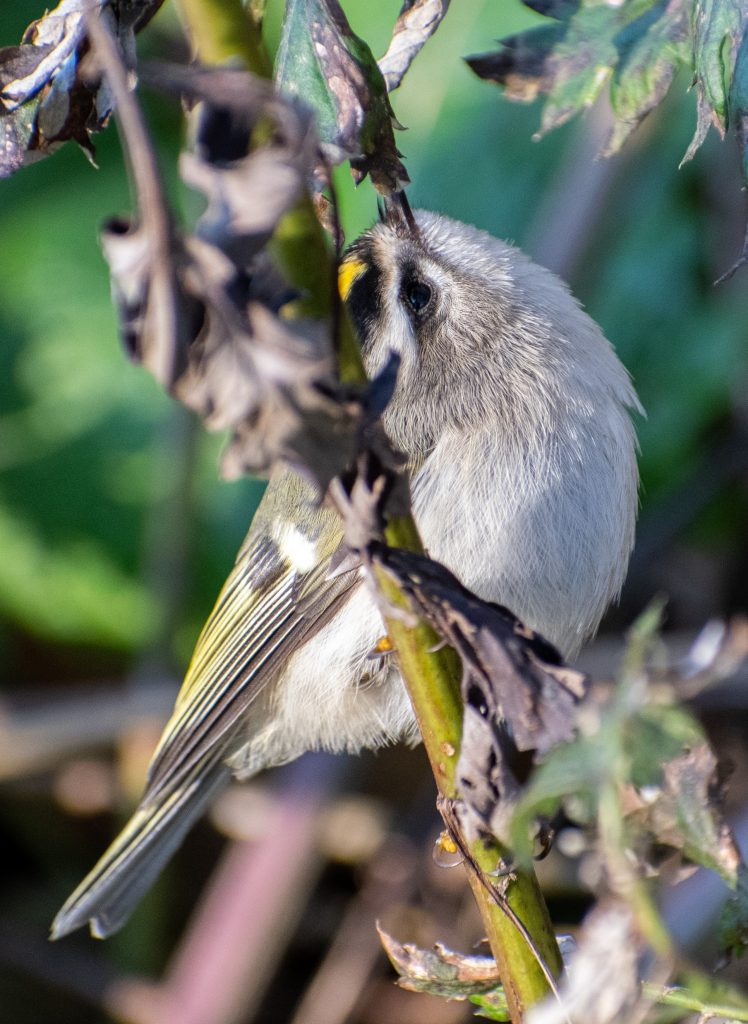 Golden-crowned kinglet, Prospect Park
