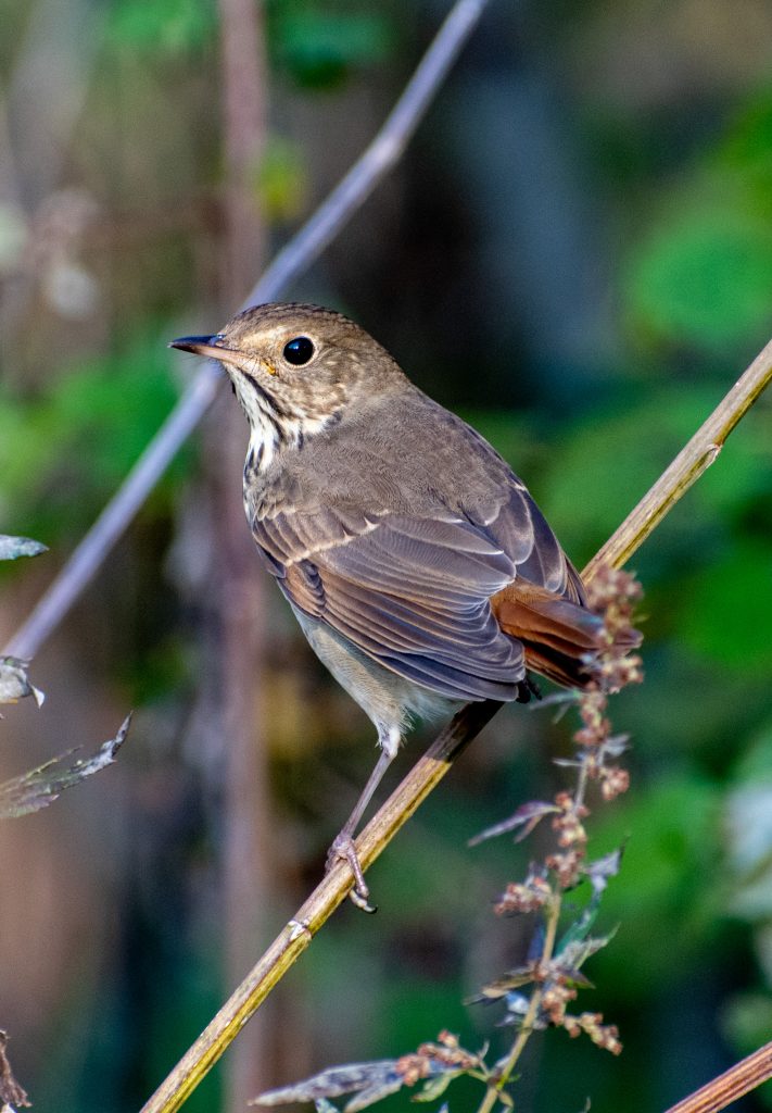 Hermit thrush, Prospect Park