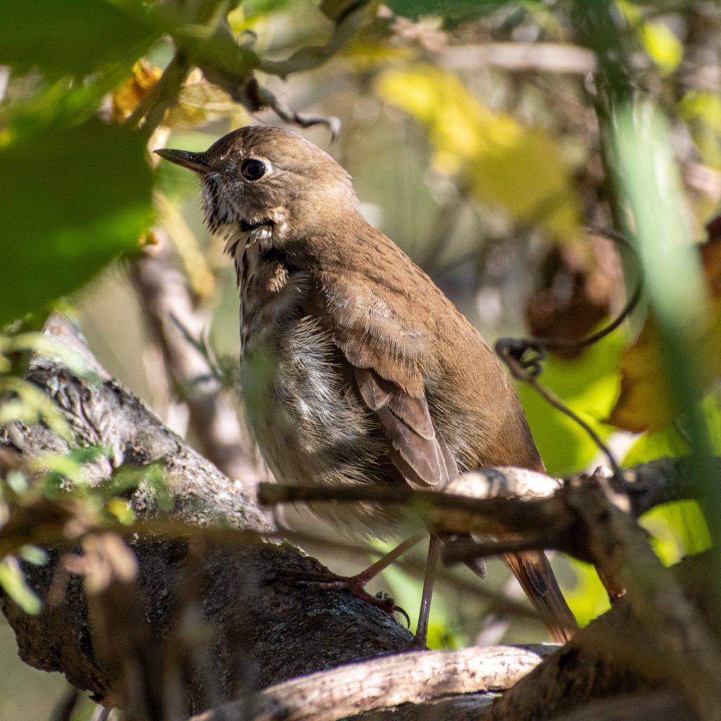 Hermit thrush, Prospect Park