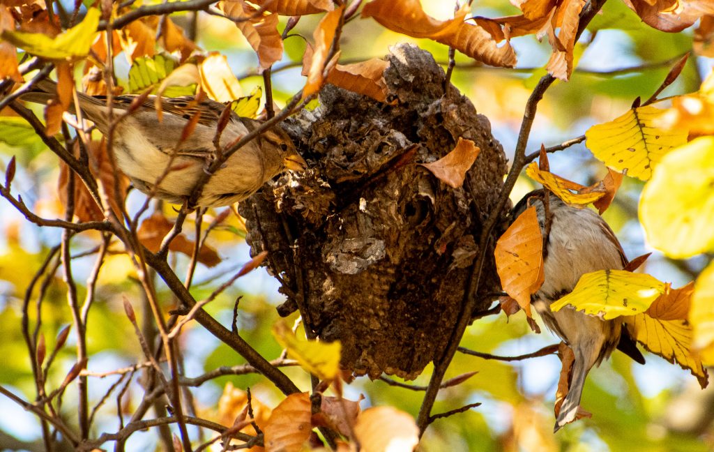 House sparrows foraging in a wasps' nests, Prospect Park