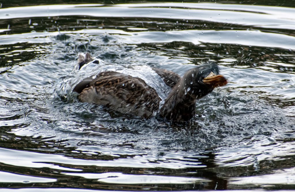 Mallard, Prospect Park