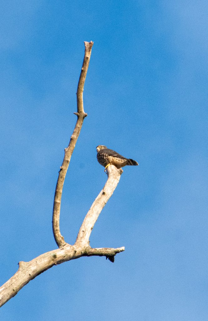 Merlin (I think?), Prospect Park