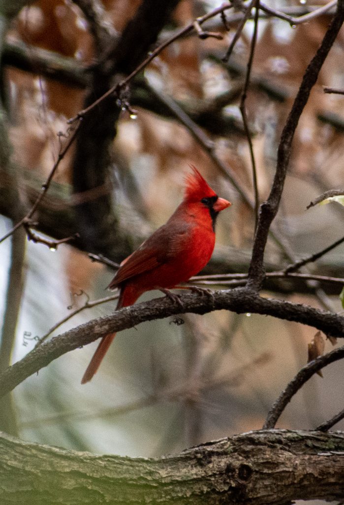 Northern cardinal, Lullwater, Prospect Park