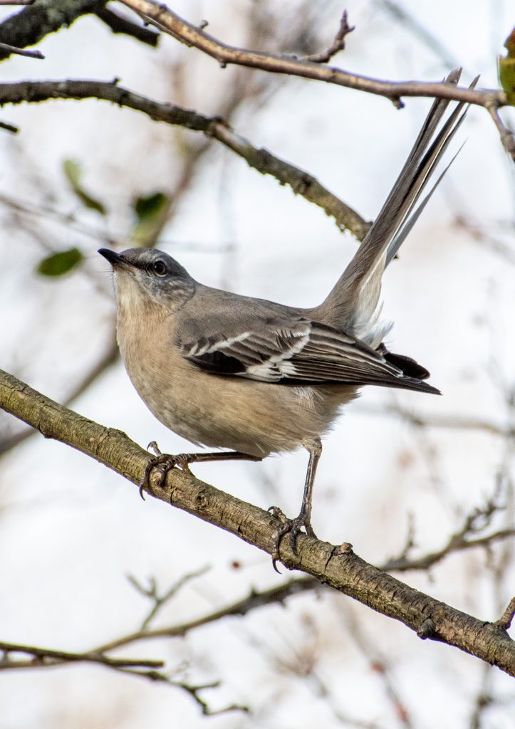 Northern mockingbird, Greenwood Cemetery