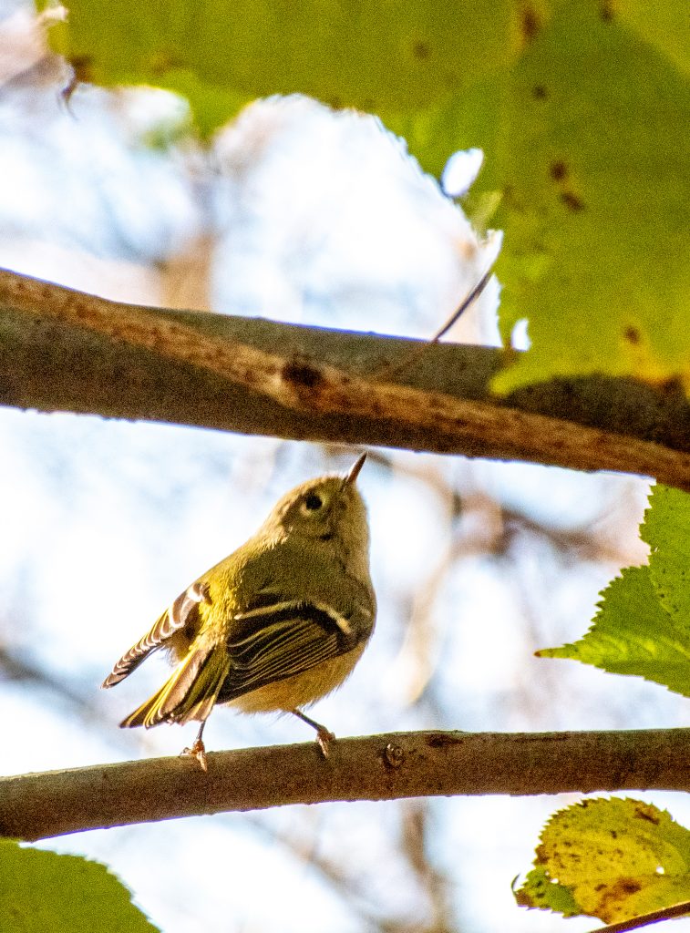 Ruby-crowned kinglet, Prospect Park Ruby-crowned kinglet, Prospect Park