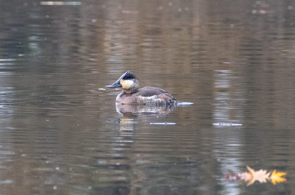 Ruddy duck, Prospect Park