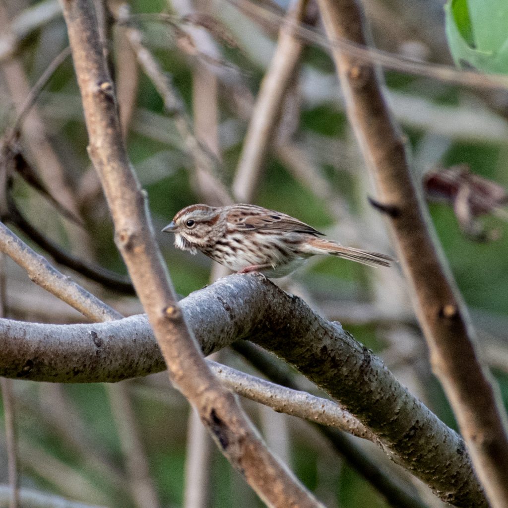 Song sparrow, Prospect Park