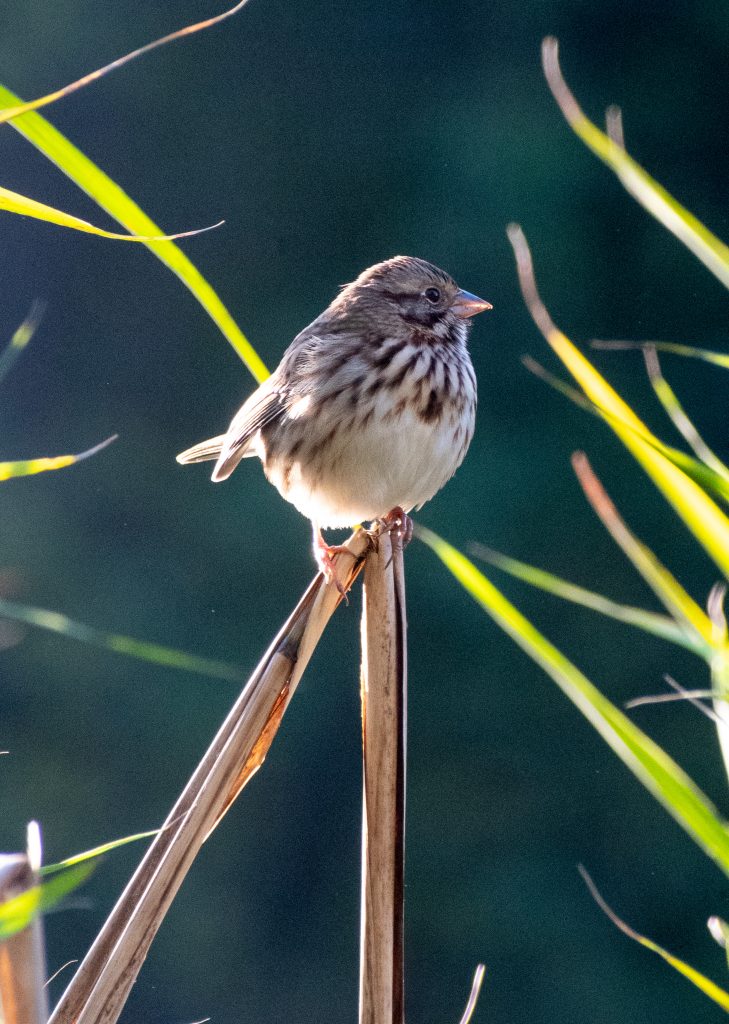 Song sparrow, Prospect Park