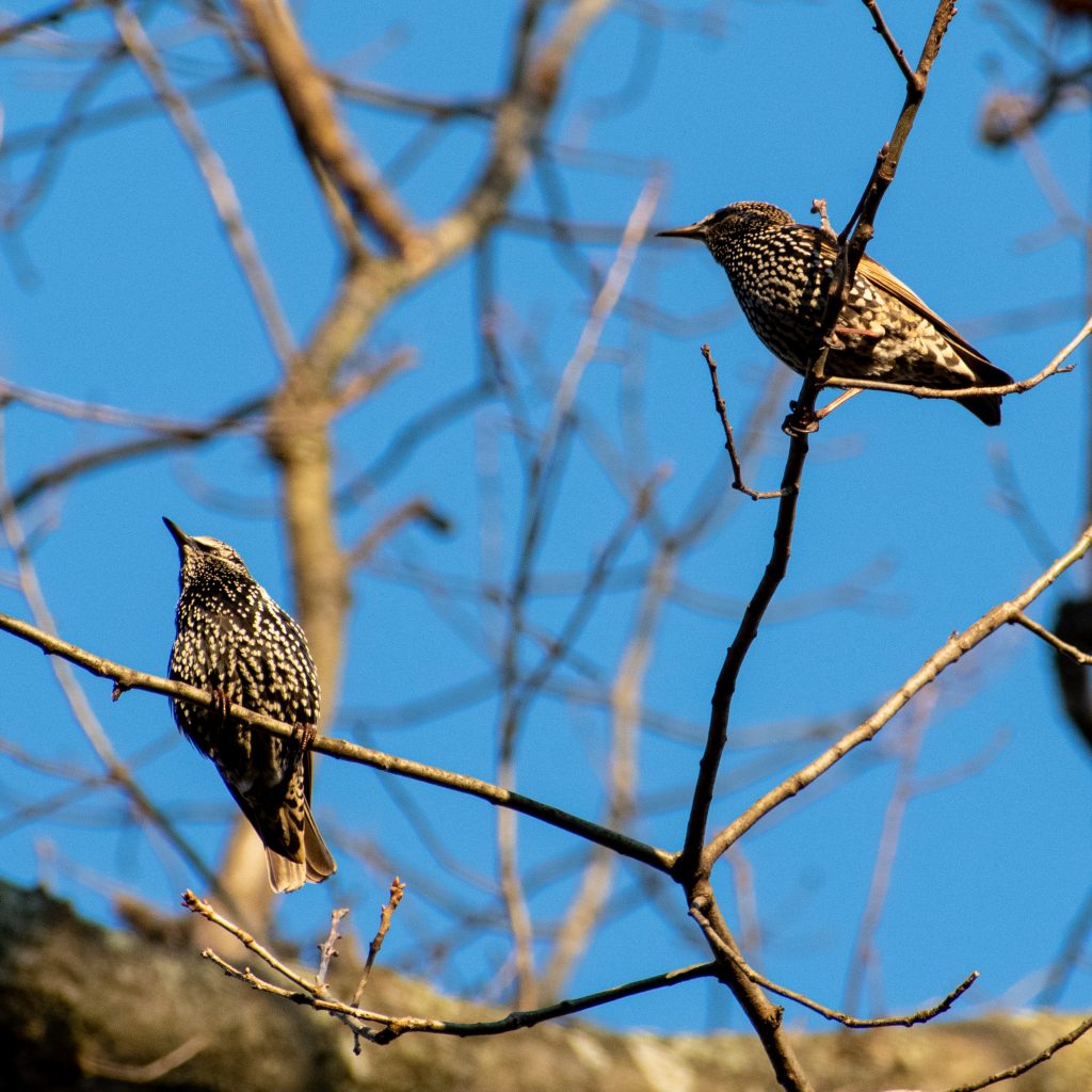 Starlings, Prospect Park