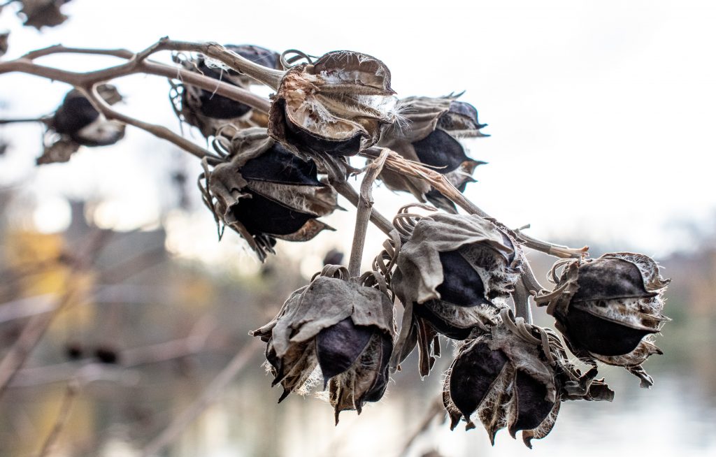 Swamp rose mallow seedpods, Prospect Park