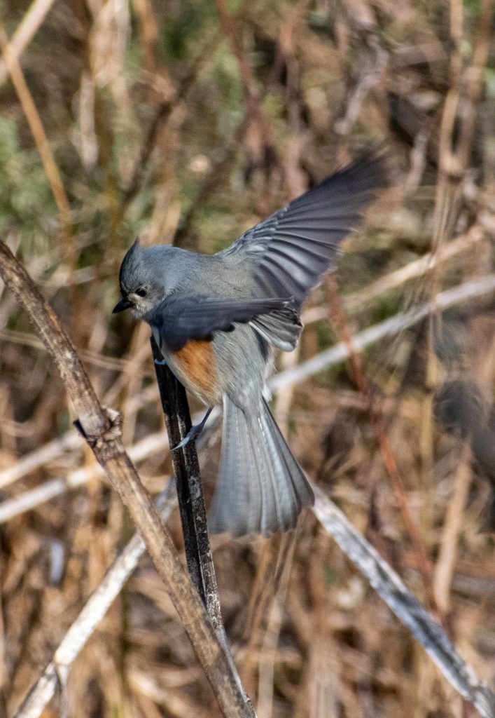 Tufted titmouse, Prospect Park