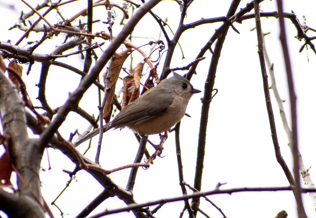 Tufted titmouse, Lullwater, Prospect Park