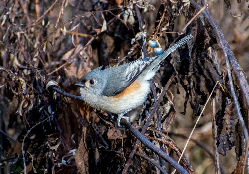 Tufted titmouse, Prospect Park
