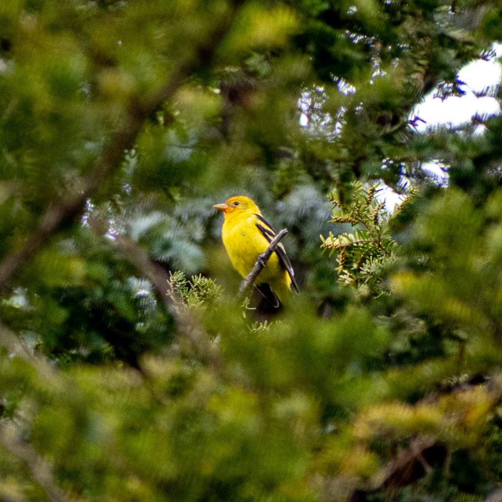 Western tanager, Greenwood Cemetery