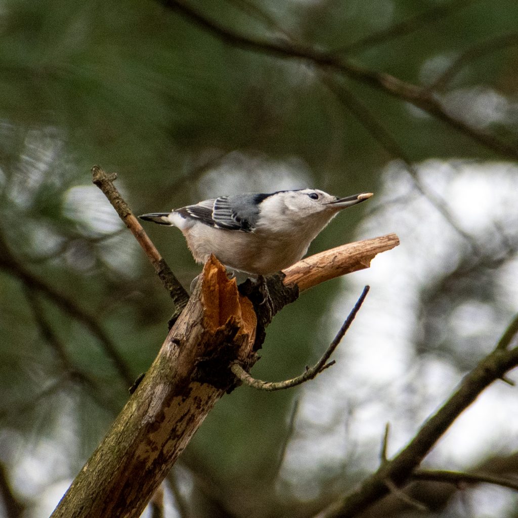 White-breasted nuthatch, Prospect Park