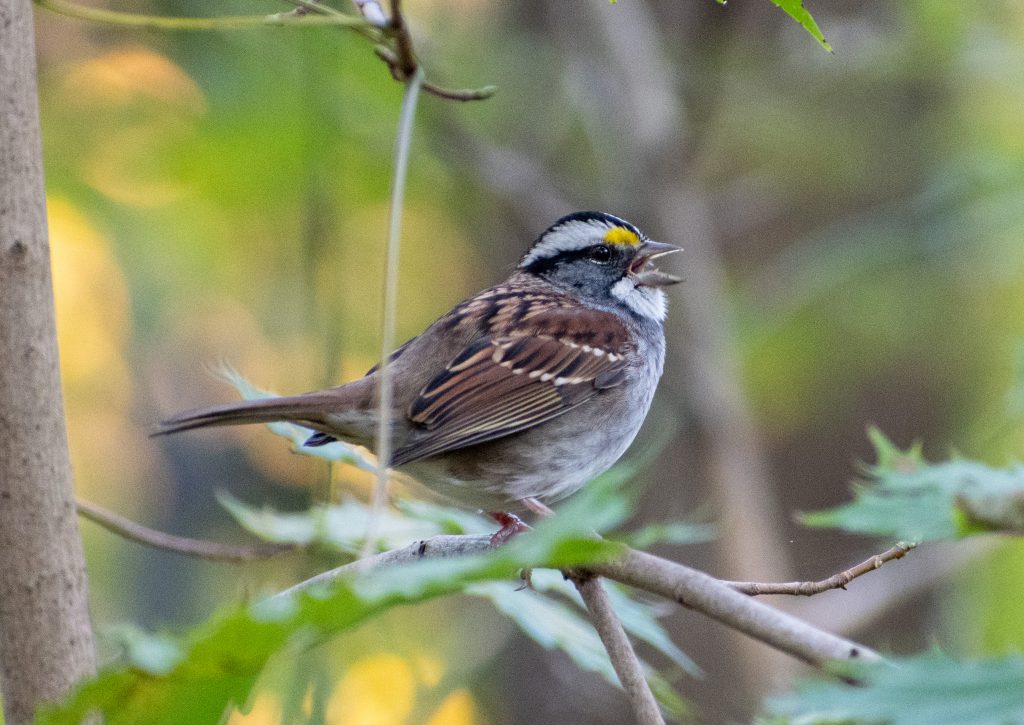 White-throated sparrow, Prospect Park