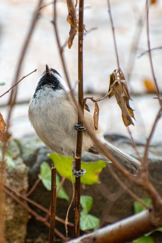 Black-capped chickadee, Prospect Park