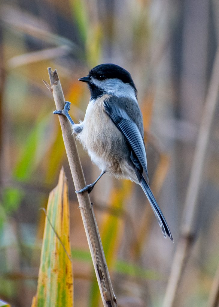 Black-capped chickadee, Prospect Park