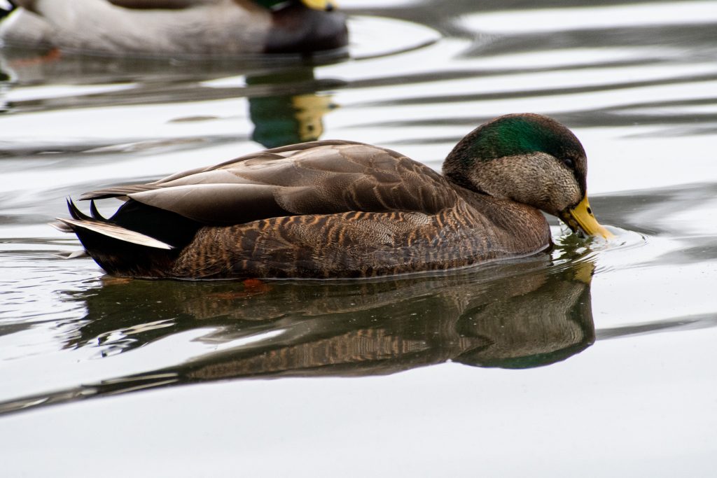 Mallard x black duck hybrid, Prospect Park