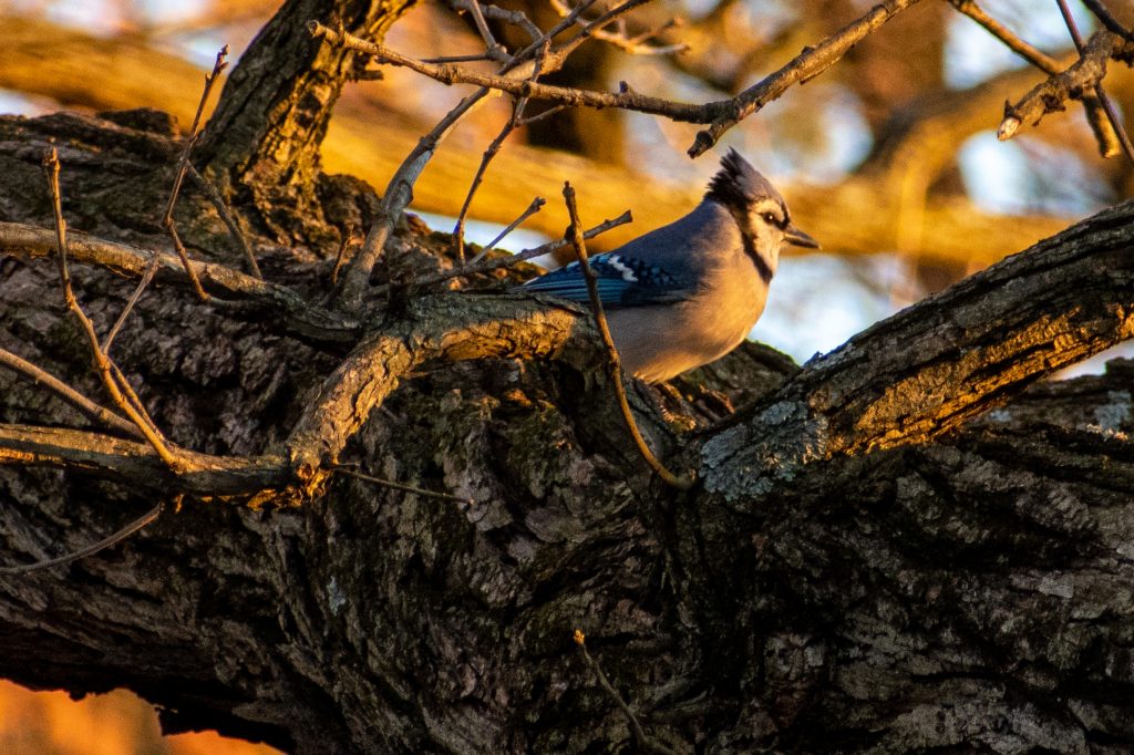Blue jay, Prospect Park