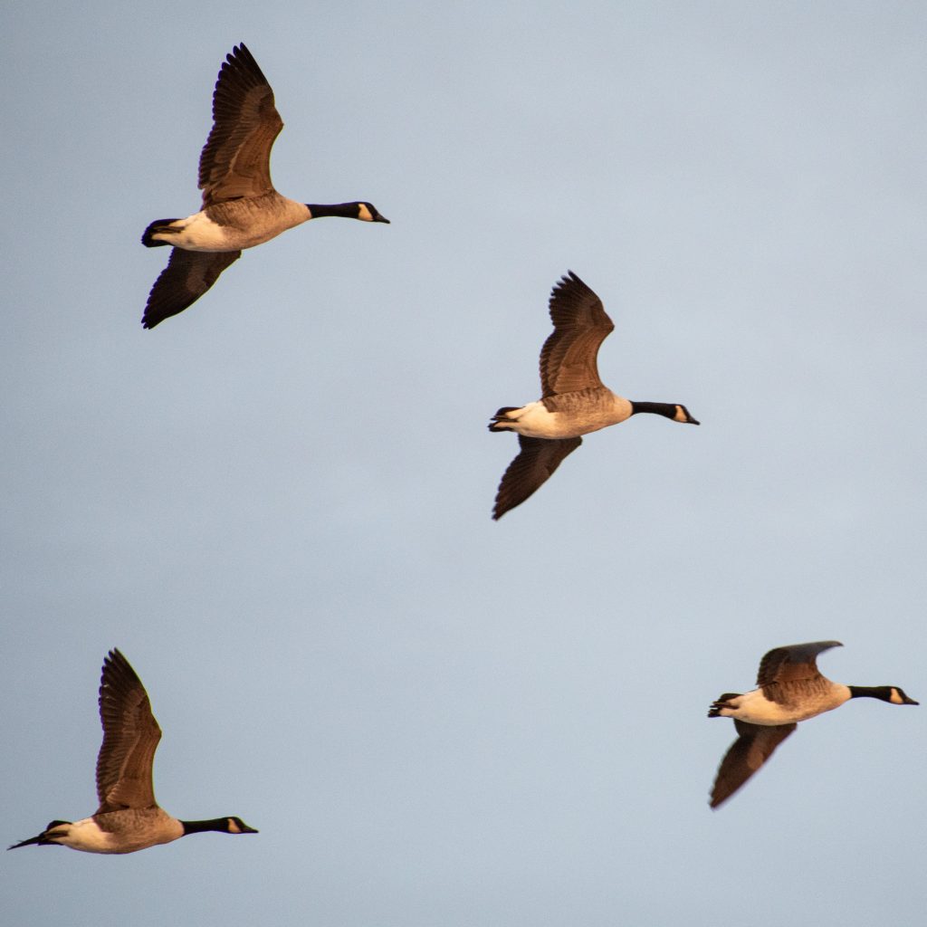 Canada geese, Jones Beach