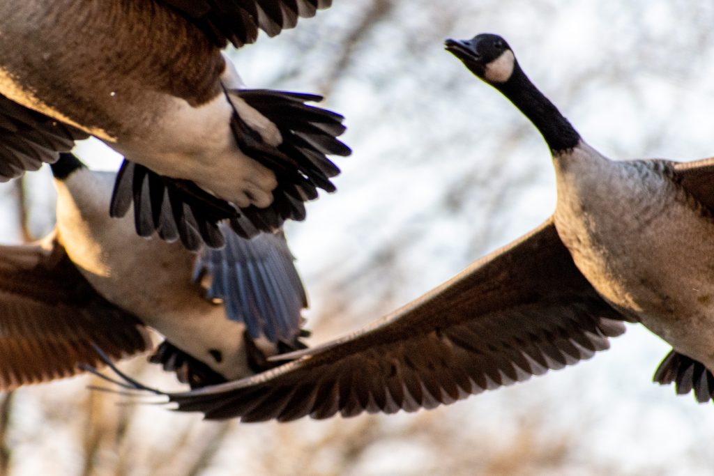 Canada geese, Greenwood Cemetery
