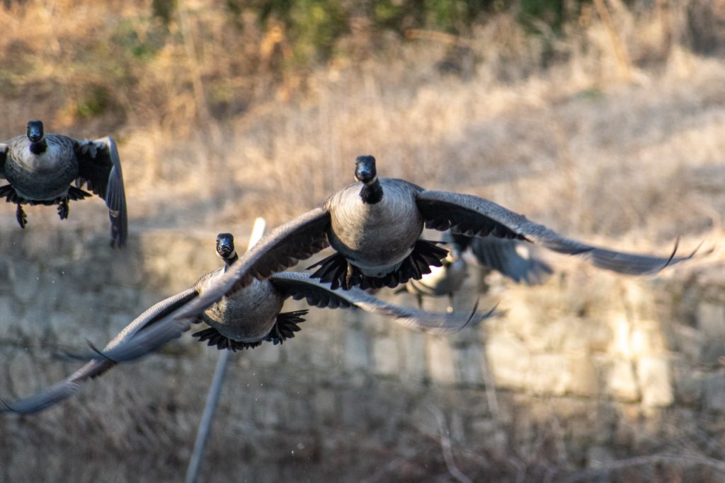 Canada geese, Greenwood Cemetery