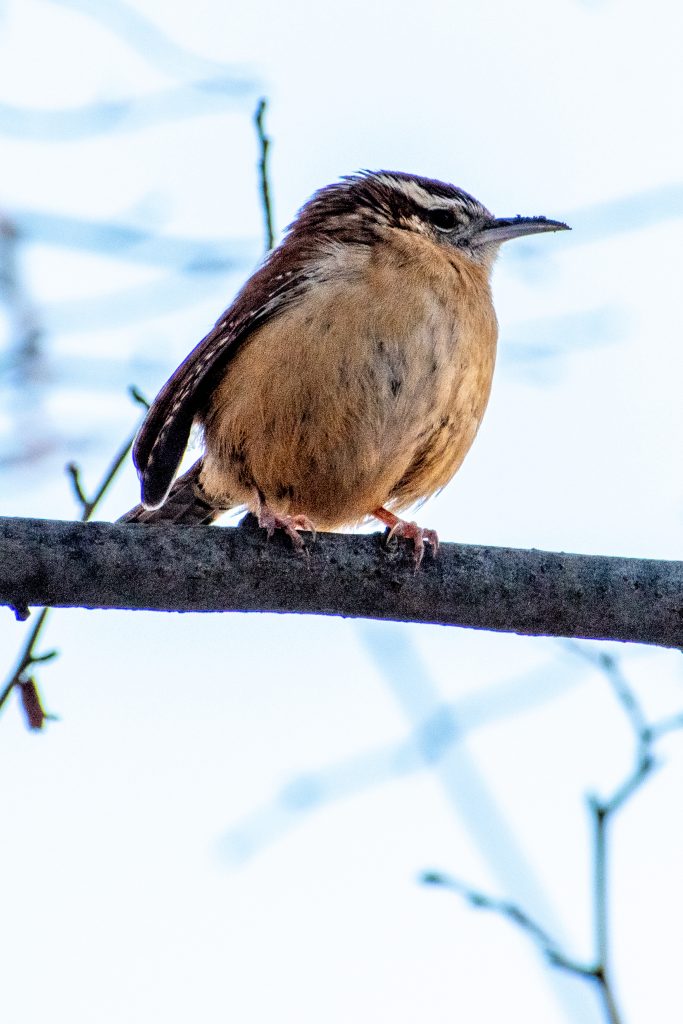 Carolina wren, Prospect Park