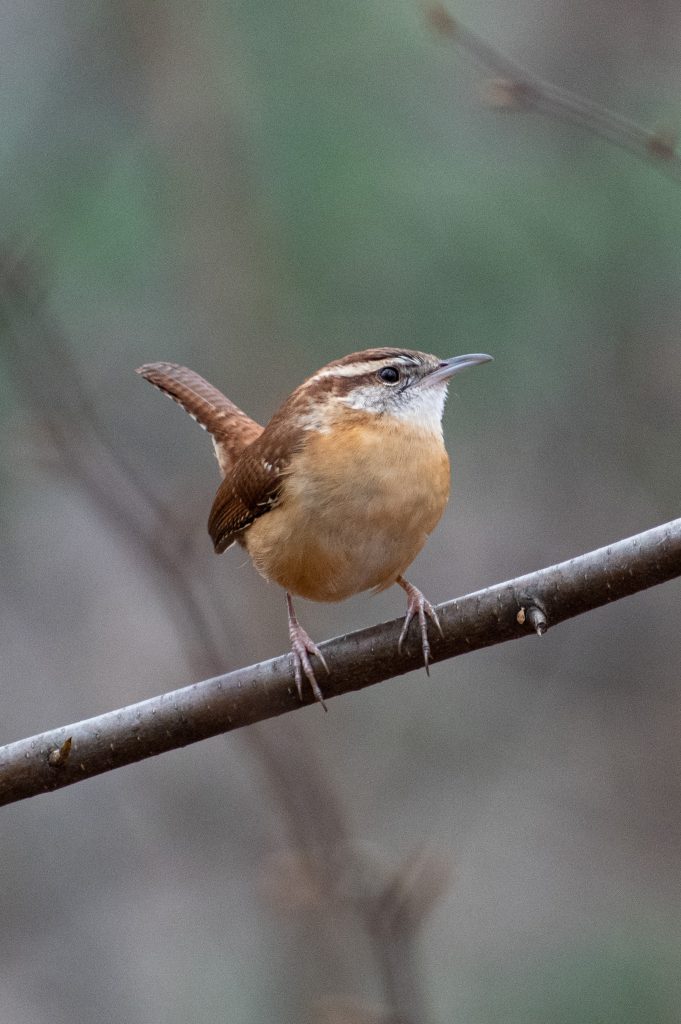 Carolina wren, Prospect Park
