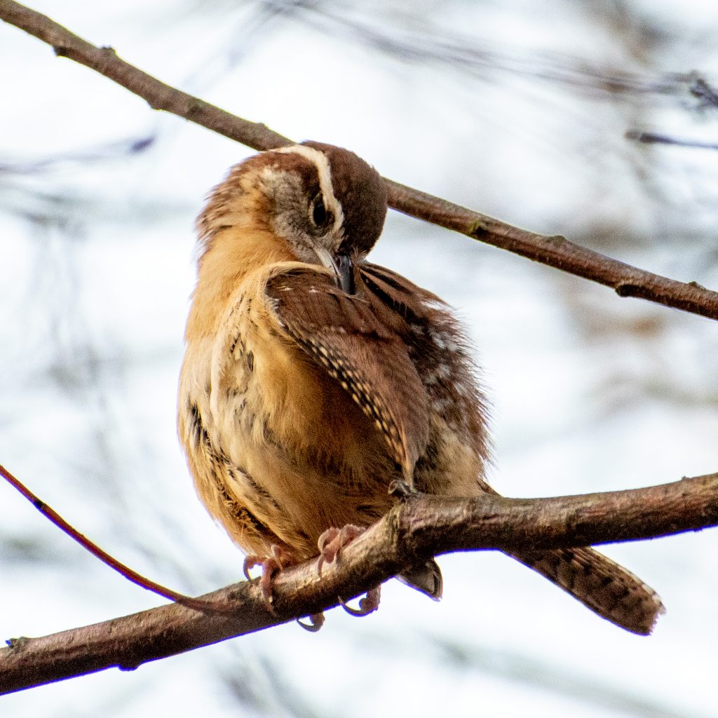 Carolina wren, Prospect Park