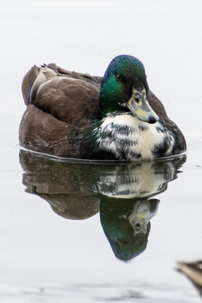 Domestic mallard, Prospect Park