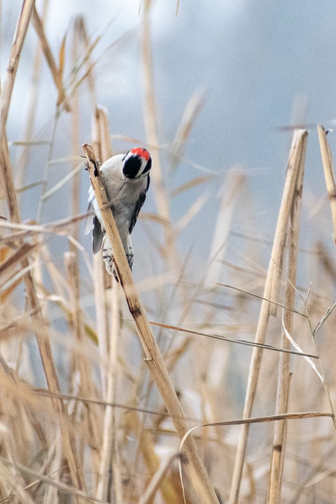 Downy wodpecker, Prospect Park