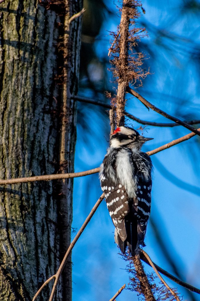 Downy woodpecker, Prospect Park