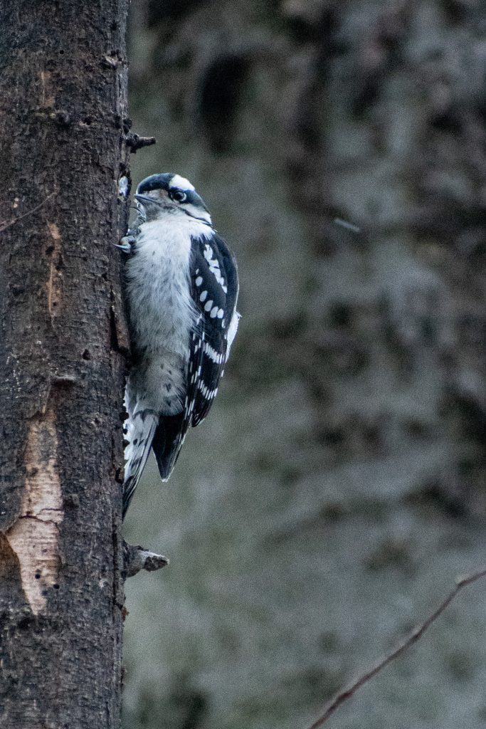 Downy blackbird (female), Prospect Park