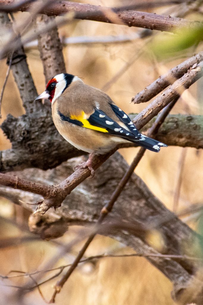 European goldfinch, Prospect Park