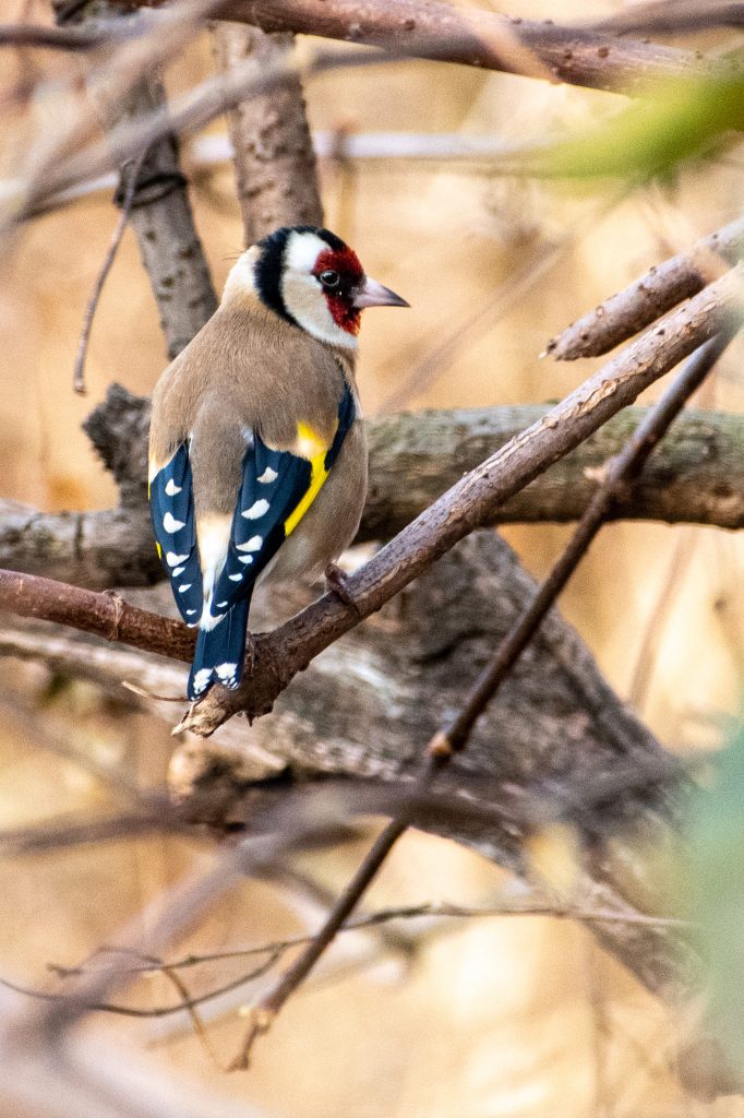 European goldfinch, Prospect Park