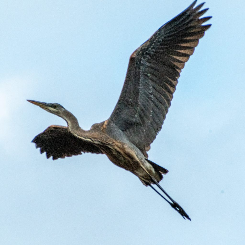 Great blue heron, Prospect Park