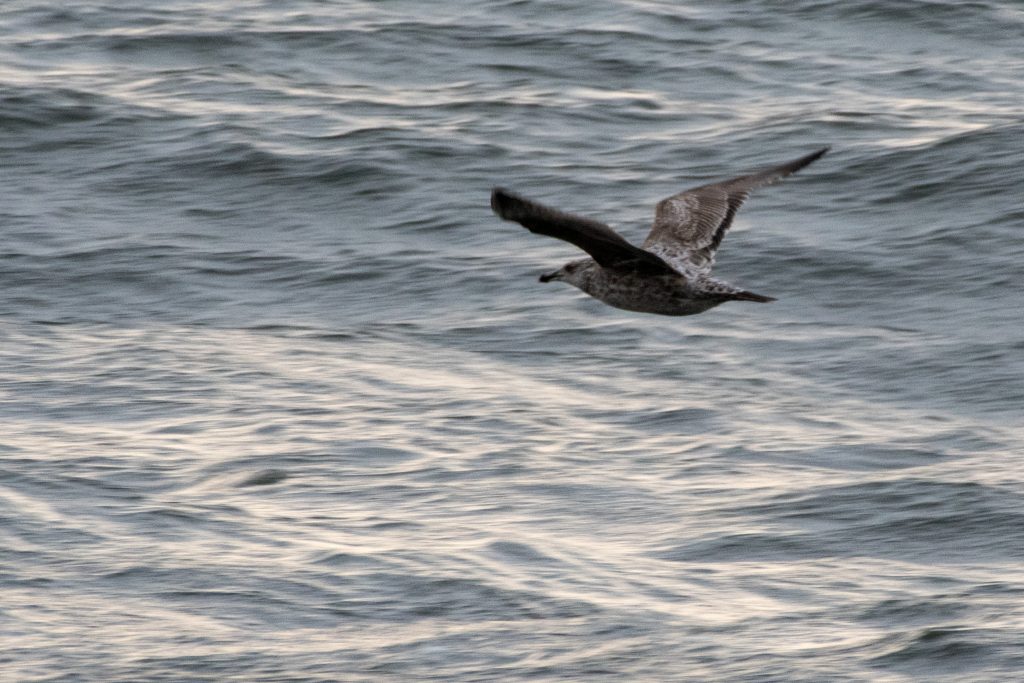Herring gull, Jones Beach
