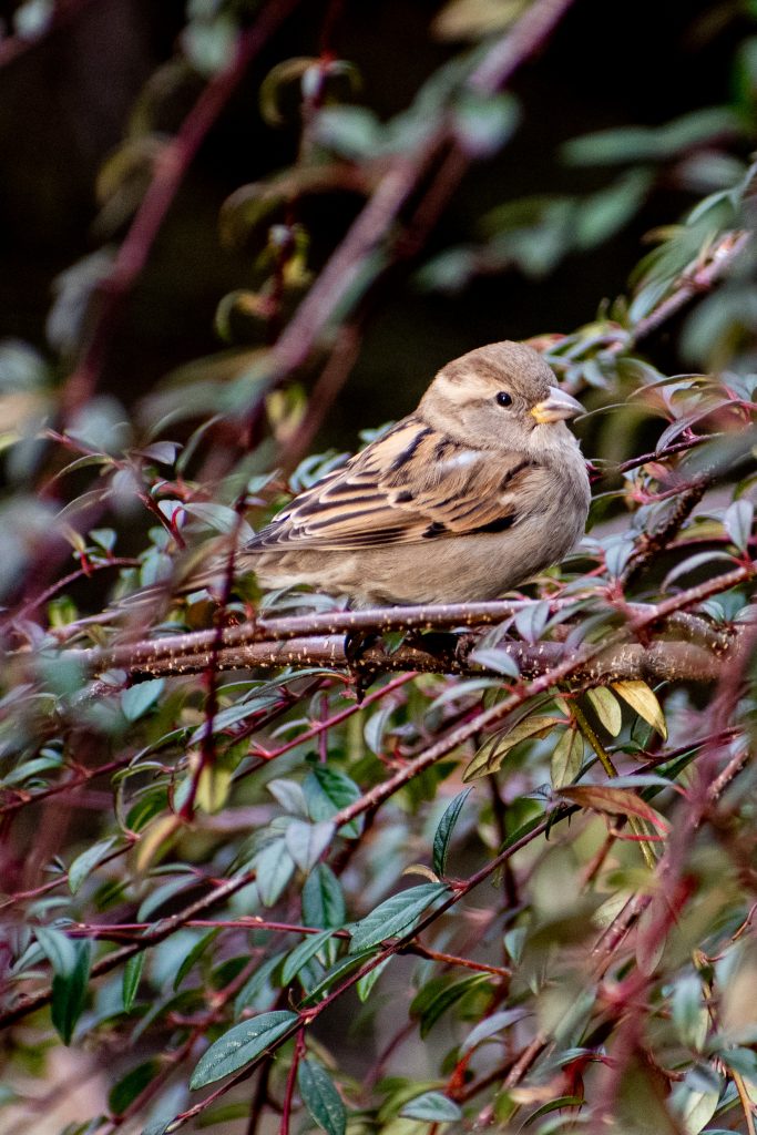 House sparrow (female), Prospect Park