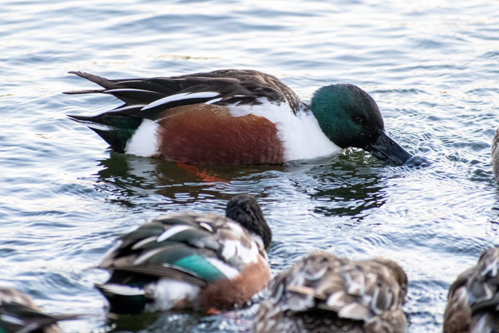 Northern shoveler, Prospect Park