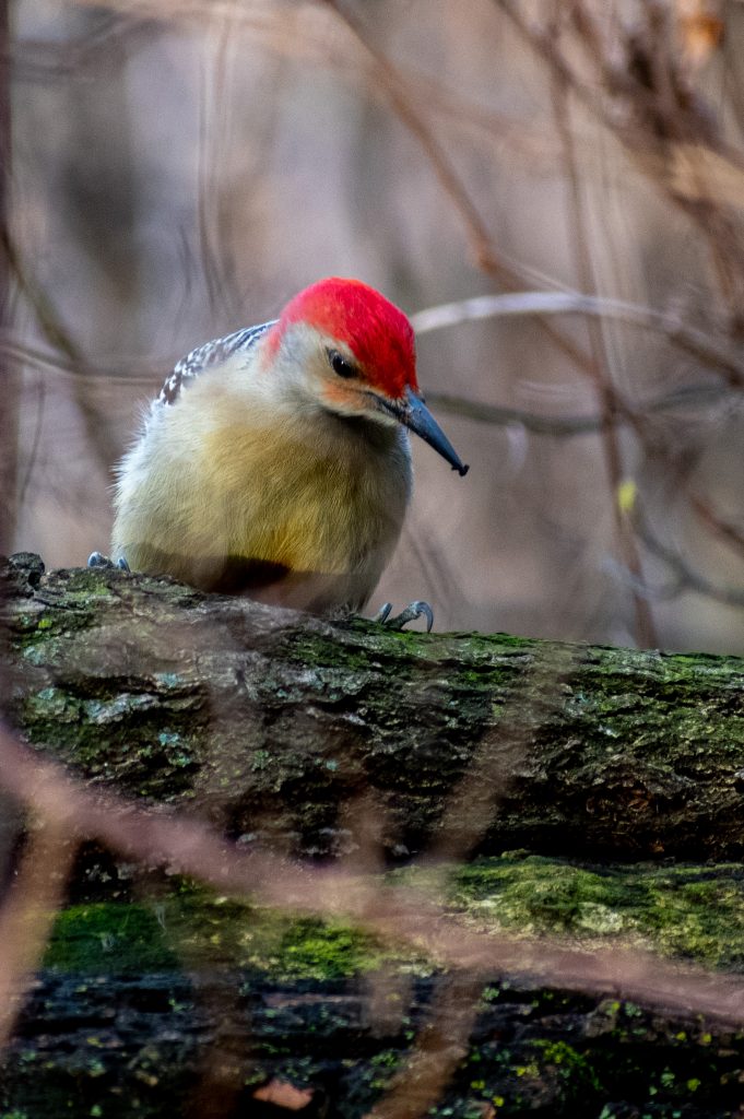 Red-bellied woodpecker, Prospect Park