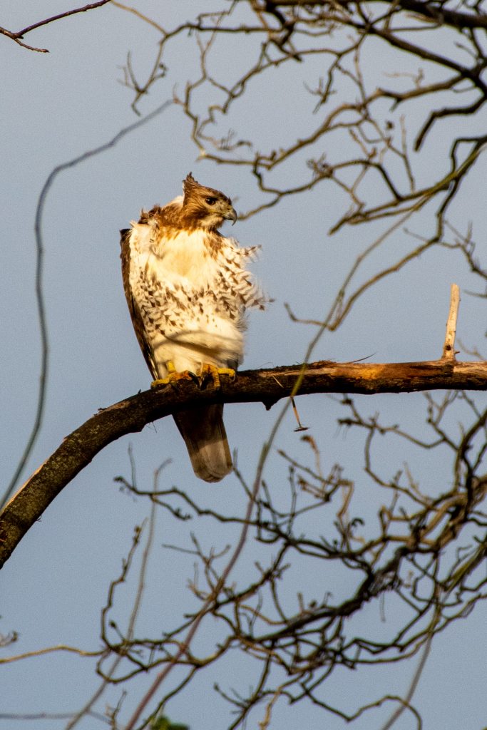 Red-tailed hawk (juvenile Eastern), Green-Wood Cemetery