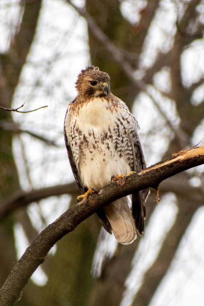 Red-tailed hawk (juvenile Eastern), Green-Wood Cemetery