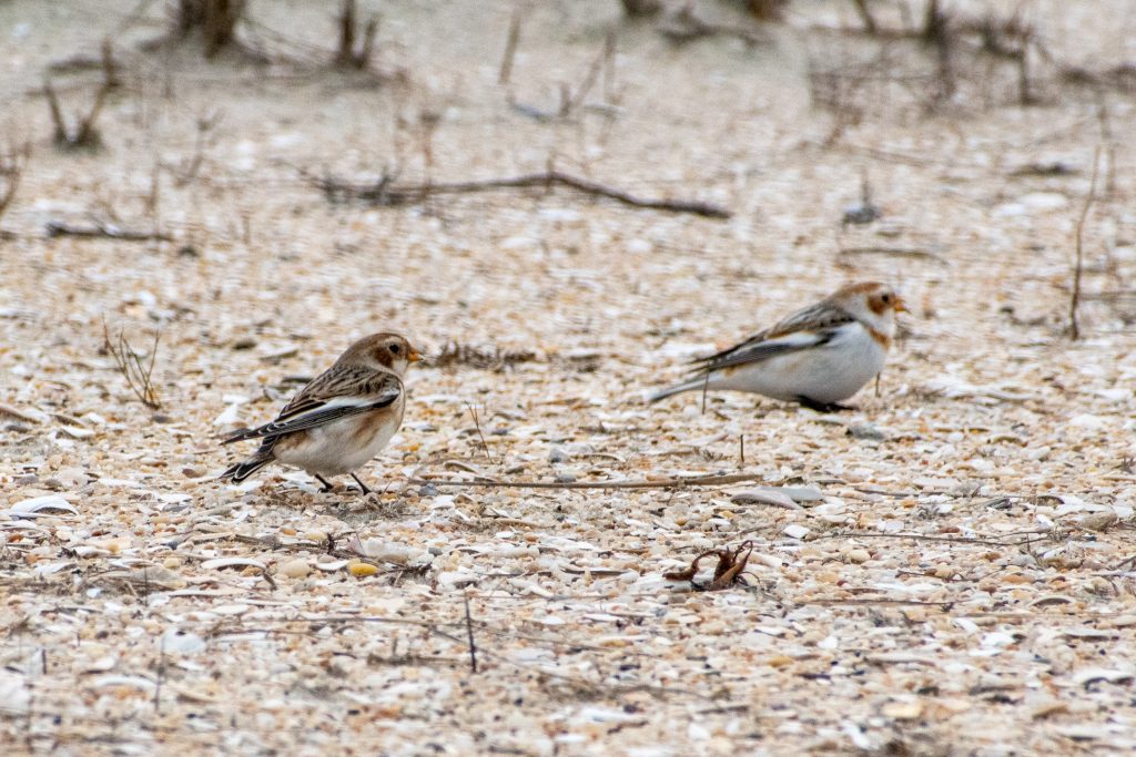 Snow buntings, Jones Beach