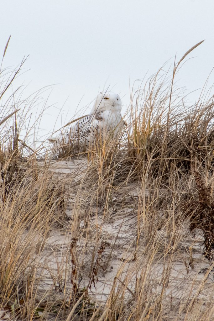Snowy owl, Jones Beach