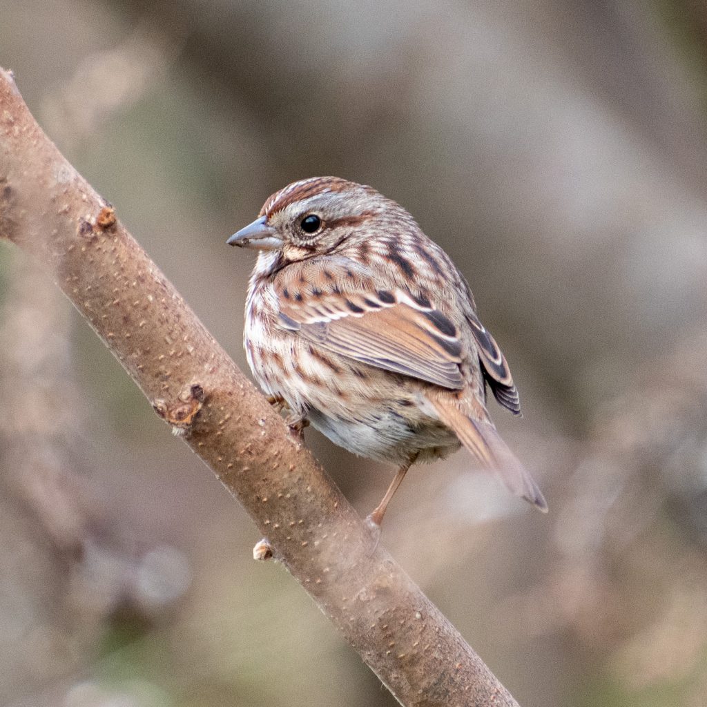 Song sparrow, Prospect Park