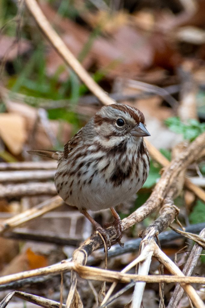 Song sparrow, Prospect Park